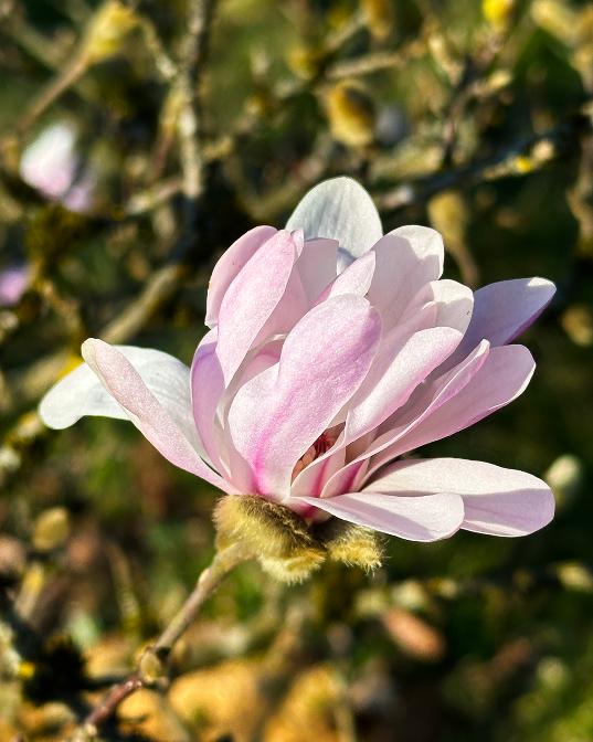 Цветение магнолий