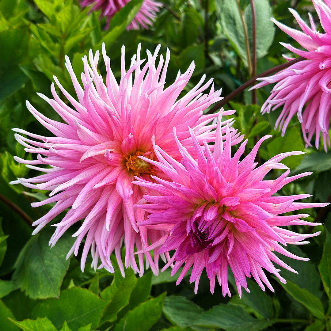 Цветение коллекции георгин