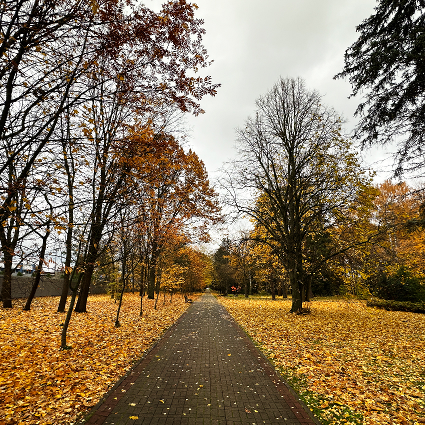 Аллея рябины