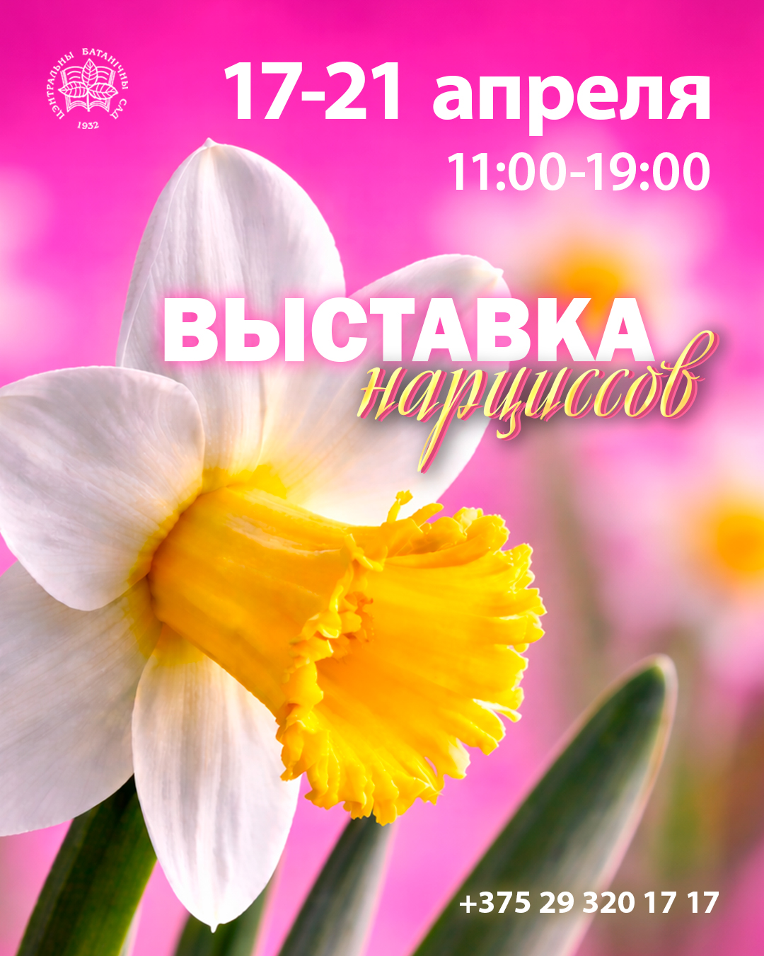 Выставка нарциссов!