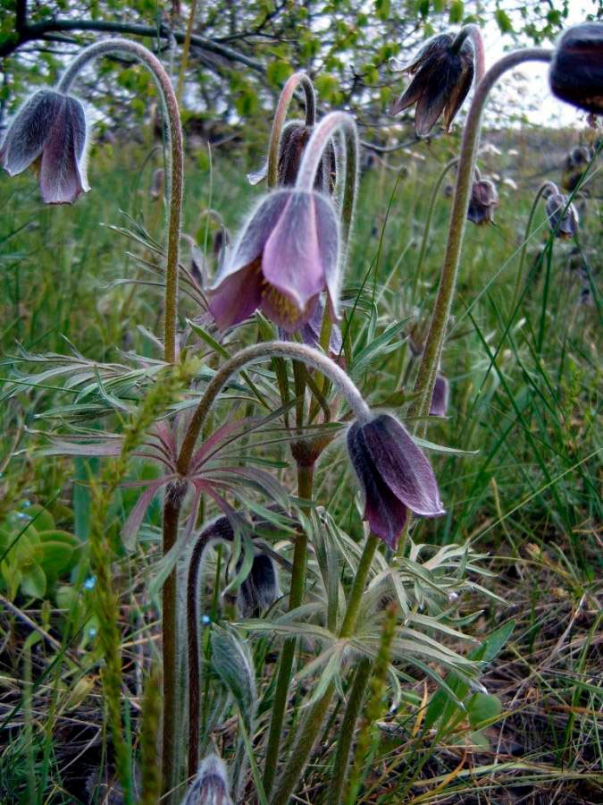 Pulsatilla Violet Bells