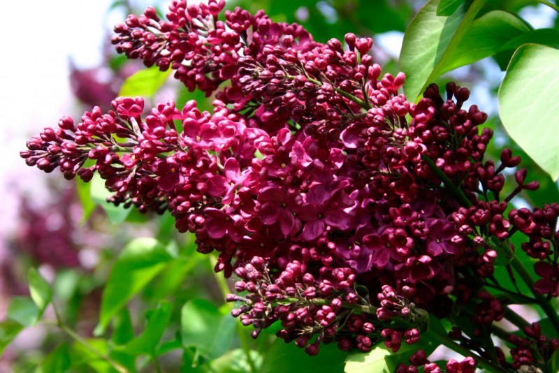 Астра Syringa Orange