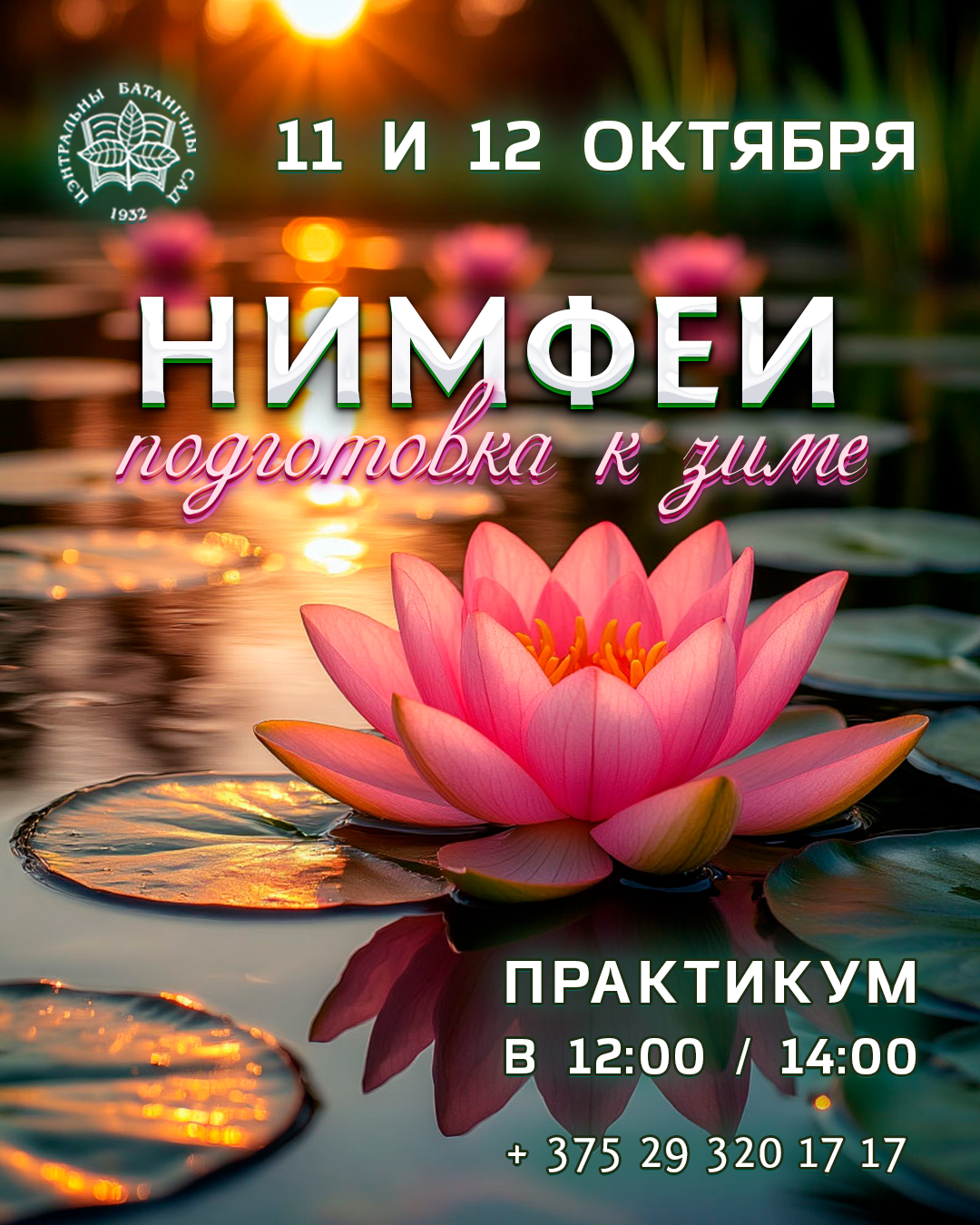 Нимфеи: подготовка к зиме! Практикум